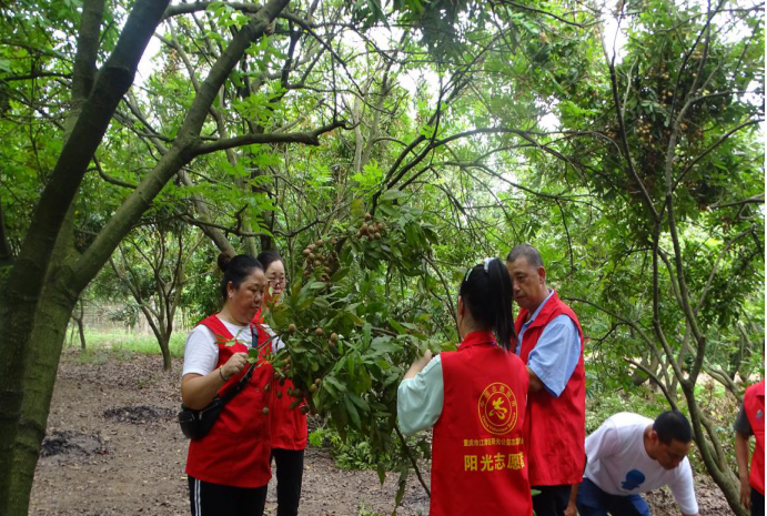 “大手拉小手——助农摘龙眼” 关爱留守儿童行动-2